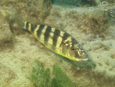Placidochromis johnstoni 'Cobwe'